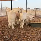للبيع طليان