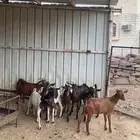 ماعز للبيع