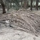 عسف نخل