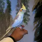 كروان بايد اليف ومتكلم .تم البيع