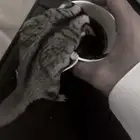 سنجاب شوقر قلايد