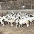 رخال رفيدي