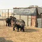 رغايث عرب طيبه