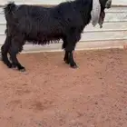 فحل مشروك عارضي خصم