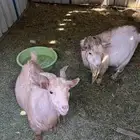 فحيل ماعز قزم