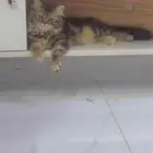 قطه شيرازي ل التبني