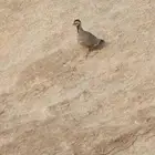 قهد قهابا