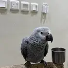 لمحبين بغبغاء الكاسكو