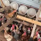 دجاج بلدي بياض