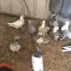 حمام للبيع