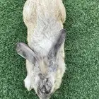 ذكر ارانب فلاندر (تم للبيع)