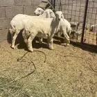 طليان حريه