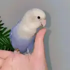 روز اليف