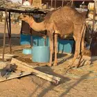 للبيع قعود شرط