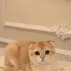 قطه سكوتش فولد أنثى مو للبيع ..طالبه تزاوج فقط