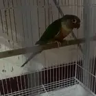 جوز كنيور منتج