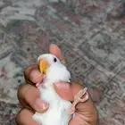 روز ابيض البينو عيون حمر هدد داخلي نشبه