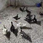 بط موسكوفي