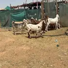 جفار مقاني مشاريك طيبه