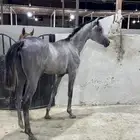 مهره شعبيه