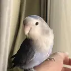 روز اليف