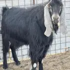 تيس