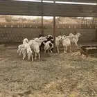 حريات من الجذع الى السديس