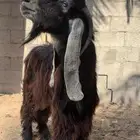 تيس عارضي ثني شرط القريع