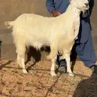 عنز مطوره فاخره والد معها عناق