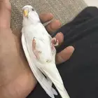 طير بادجي اليف جدا يحب ياكل خضروات و حبوب طير انثى عمره 7 ش