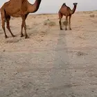 ابل للبيع