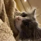 قط منقذ للتبني