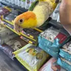 ببغاء كايك وايت بيلي