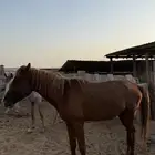 2 حصان للبيع