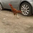 ديك بكستاني