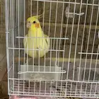 ببغاء كروان