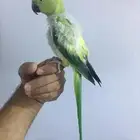 انثى دره ولوفه
