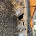 رخال اشباب بفحولها