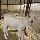 تيس بيشي لباني