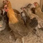دجاج بلدي بياض اصيل