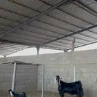 عنز عارضيه معها جفره