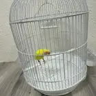 عصفور روز أليف