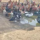بط بلدي