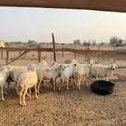 ضان خلفات