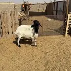 شياة هجين مضاريع للبيع