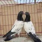 حمام باكستاني تيدي