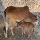 بقره ثنيه يتبعها حسيله البقره مشروطه من اي عيب