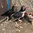 فروخ ميوالي