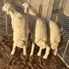 3 طليان كفو للبيع