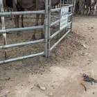للبيع ناقة ضيار شاق
